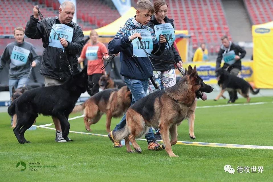 AYX-锐不可当引发热议!,德罗巴在德国队比赛中领先优势明显赛场气氛高涨的简单介绍